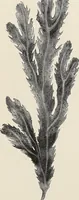 An illustration from Art-studies from nature, as applied to design : for the use of architects, designers, and manufacturers (1872)