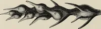 An illustration from Art-studies from nature, as applied to design : for the use of architects, designers, and manufacturers (1872)