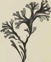 An illustration from Art-studies from nature, as applied to design : for the use of architects, designers, and manufacturers (1872)