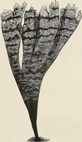 An illustration from Art-studies from nature, as applied to design : for the use of architects, designers, and manufacturers (1872)