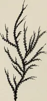 An illustration from Art-studies from nature, as applied to design : for the use of architects, designers, and manufacturers (1872)
