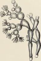 An illustration from Art-studies from nature, as applied to design : for the use of architects, designers, and manufacturers (1872)