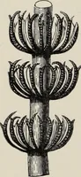 An illustration from Art-studies from nature, as applied to design : for the use of architects, designers, and manufacturers (1872)
