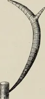 An illustration from Art-studies from nature, as applied to design : for the use of architects, designers, and manufacturers (1872)