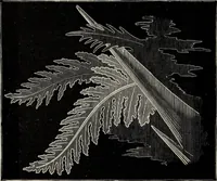 An illustration from Art-studies from nature, as applied to design : for the use of architects, designers, and manufacturers (1872)