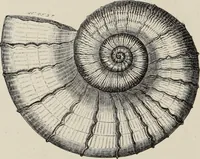 An illustration from Art-studies from nature, as applied to design : for the use of architects, designers, and manufacturers (1872)