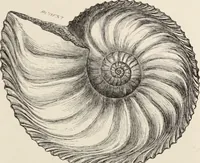An illustration from Art-studies from nature, as applied to design : for the use of architects, designers, and manufacturers (1872)