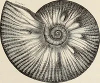 An illustration from Art-studies from nature, as applied to design : for the use of architects, designers, and manufacturers (1872)
