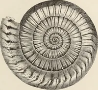 An illustration from Art-studies from nature, as applied to design : for the use of architects, designers, and manufacturers (1872)