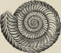 An illustration from Art-studies from nature, as applied to design : for the use of architects, designers, and manufacturers (1872)