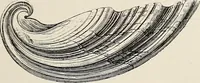 An illustration from Art-studies from nature, as applied to design : for the use of architects, designers, and manufacturers (1872)