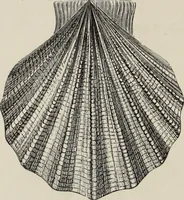 An illustration from Art-studies from nature, as applied to design : for the use of architects, designers, and manufacturers (1872)