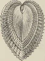 An illustration from Art-studies from nature, as applied to design : for the use of architects, designers, and manufacturers (1872)