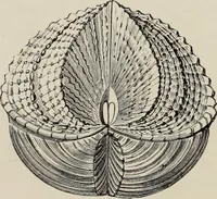 An illustration from Art-studies from nature, as applied to design : for the use of architects, designers, and manufacturers (1872)