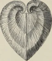 An illustration from Art-studies from nature, as applied to design : for the use of architects, designers, and manufacturers (1872)