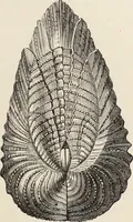 An illustration from Art-studies from nature, as applied to design : for the use of architects, designers, and manufacturers (1872)
