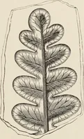 An illustration from Art-studies from nature, as applied to design : for the use of architects, designers, and manufacturers (1872)