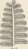 An illustration from Art-studies from nature, as applied to design : for the use of architects, designers, and manufacturers (1872)