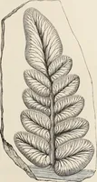 An illustration from Art-studies from nature, as applied to design : for the use of architects, designers, and manufacturers (1872)