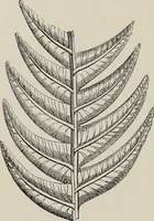 An illustration from Art-studies from nature, as applied to design : for the use of architects, designers, and manufacturers (1872)
