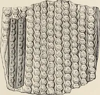 An illustration from Art-studies from nature, as applied to design : for the use of architects, designers, and manufacturers (1872)
