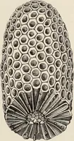 An illustration from Art-studies from nature, as applied to design : for the use of architects, designers, and manufacturers (1872)