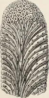 An illustration from Art-studies from nature, as applied to design : for the use of architects, designers, and manufacturers (1872)