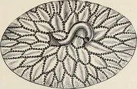 An illustration from Art-studies from nature, as applied to design : for the use of architects, designers, and manufacturers (1872)