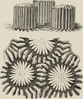 An illustration from Art-studies from nature, as applied to design : for the use of architects, designers, and manufacturers (1872)