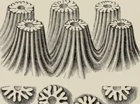 An illustration from Art-studies from nature, as applied to design : for the use of architects, designers, and manufacturers (1872)