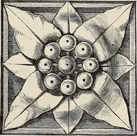 An illustration from Art-studies from nature, as applied to design : for the use of architects, designers, and manufacturers (1872)