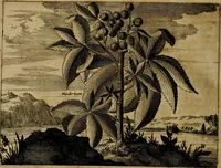 An illustration from Asia, of, Naukeurige beschryving van het rijk des Grooten Mogols, en een groot gedeelte van Indien ... (1672)