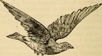 An illustration from As it is to be (1892)