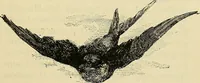 An illustration from As it is to be (1892)