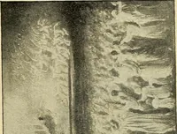 An illustration from As it is to be (1892)