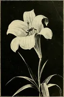 An illustration from As it is to be (1892)