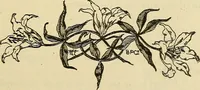 Picture 8 of 45 from As it is to be (1892), leaf 54
