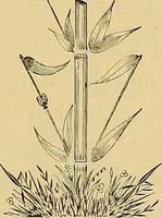 Picture 5 of 13 from Astrea : or, Goddess of justice (1881), leaf 32