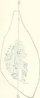 Picture 5 of 6 from The Astronomical journal (1849), leaf 358