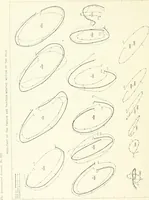 An illustration from The Astronomical journal (1849)
