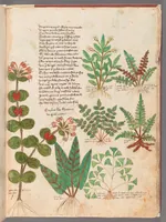 An illustration from Astronomica plurium Auctorum : et Macer de Herbis