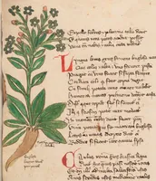 An illustration from Astronomica plurium Auctorum : et Macer de Herbis