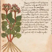 Picture 8 of 13 from Astronomica plurium Auctorum : et Macer de Herbis, leaf 95