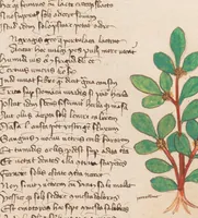 Picture 9 of 13 from Astronomica plurium Auctorum : et Macer de Herbis, leaf 98