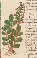 Picture 10 of 13 from Astronomica plurium Auctorum : et Macer de Herbis, leaf 99