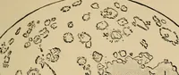 Picture 61 of 73 from Astronomy for amateurs (1904), leaf 266