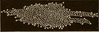 Picture 132 of 133 from Astronomy for high schools and colleges (1889), leaf 503