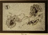 Picture 189 of 429 from Astronomy for the use of schools and academies (1882), leaf 201