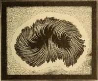 An illustration from Astronomy for the use of schools and academies (1882)