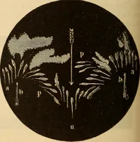 An illustration from Astronomy for the use of schools and academies (1882)
